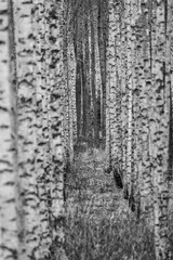 Obraz premium Black and White Birch Tree Corridor with Soft Depth and Natural Textures