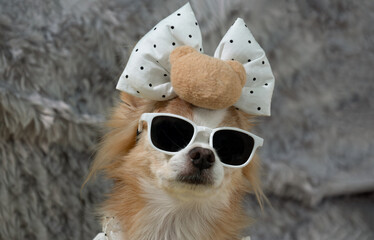 Wearing white-framed sunglasses and a matching bow, a small, long-haired chihuahua with light brown...