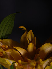 yellow flower on black background