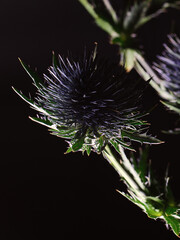 thistle flower on black