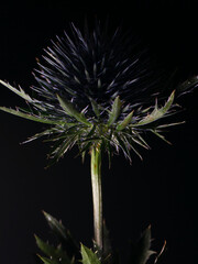 thistle on black background