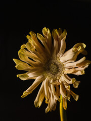 yellow dahlia flower