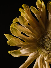 close up of a sunflower