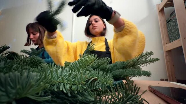 Pruning pine branches, Studio scene showing hands trimming pine