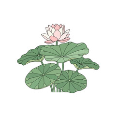 Elegant water lily blossom illustration surrounded by lush green lotus leaves drawing