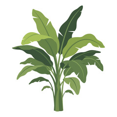 Fototapeta premium Lush foliage showcases robust green banana plant creating botanical freshness and growth
