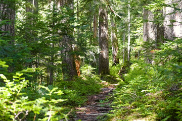 Sunlit forest trail winding through dense evergreens in Mount Rainier National Park, showcasing lush greenery, towering trees, and a peaceful wilderness atmosphere.