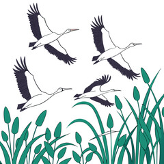 Four graceful white cranes with dark wings fly over lush green reeds and cattails in a stylized illustration