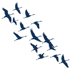 Obraz premium A flock of cranes flying in formation against a white background