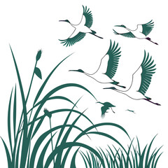Obraz premium Elegant japanese cranes in flight above lush green reeds against a clean white background