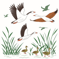 Flock of geese flying over reeds and water with ducklings wading below