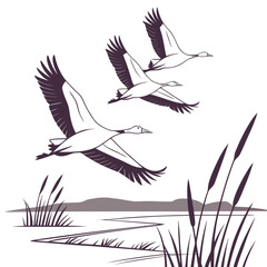 Obraz premium Three elegant cranes fly in formation over a serene wetland landscape with reeds and water