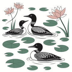 Three common loons swim among pink water lilies and green lily pads on white background