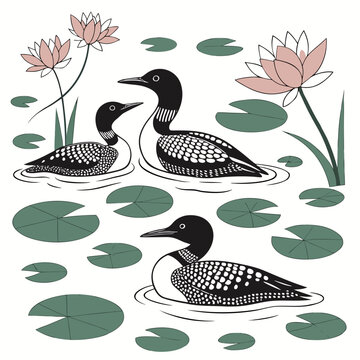 Three common loons swim among pink water lilies and green lily pads on white background