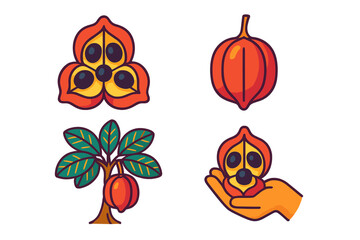 Reveal of colorful fruit and seeds from the tropical plant commonly known for its unique shape and vibrant color