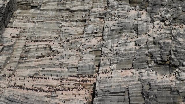 Seabird colony densely packed on stratified coastal cliffs, countless murres and guillemots perched along narrow ledges across towering rock faces, forming horizontal patterns