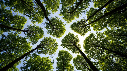 Worms Eye View of Green Forest Canopy and Crown Shyness