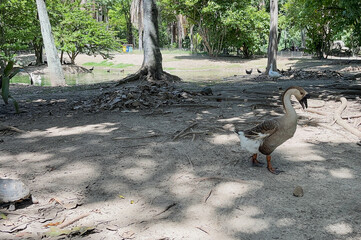 African Goose, Turtles and Ducks Roaming on Dry Ground in a Shady Park