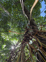 Abstract Low-Angle View of Tree Roots and Dense Foliage Against Sun Flare and Blue Sky