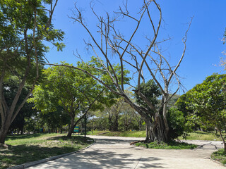  Park Path with Contrast of Dry and Lush Green Trees Under Bright Blue Sky