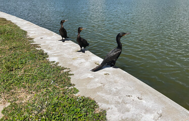 Three Neotropic Cormorants Sunbathing on Concrete Shoreline by Water