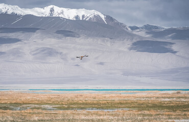 Red ducks fly and flap their wings, in the Tien Shan Mountains on In the Pamirs, against the backdrop of majestic mountain ranges with snow and glaciers, wild ducks in flight