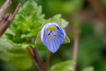 A delicate blue flower, capturing its intricate details and surrounding greenery in a soft-focus setting