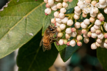 A honeybee gathering nectar from a cluster of white and pink-tinged blossoms, showcasing nature&rsquo;s intricate beauty