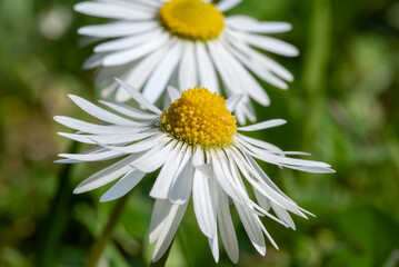 Two daisy flowers, showcasing their bright white petals and vibrant yellow centers against a blurred green backdrop
