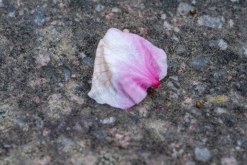A fallen petal, showcasing its delicate colors and textures against a textured grey stone surface