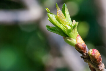 The vibrant emergence of new leaves and buds on a plant branch, showcasing the fresh promise of spring with its rich colors