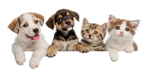 Group of adorable puppies and kittens posing together with their paws over a white board, isolated on white background, looking at camera