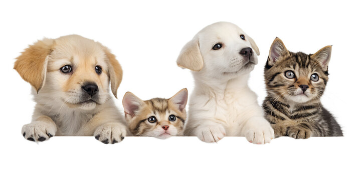 About Puppies N Kittens Heaven – Our Story & Mission About Puppies N Kittens Heaven – Our Story & Mission