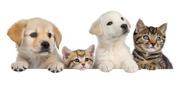 Group of adorable puppies and kittens posing together with their paws over a white board, isolated on white background, looking at camera