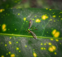 Metallic Green Long-Legged Fly on Variegated Leaf