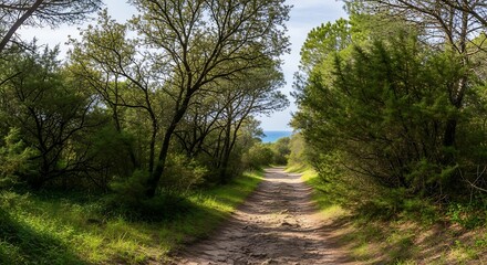 Obraz premium A serene path winds through lush trees and vibrant greenery, leading toward a glimpse of the ocean under a clear sky