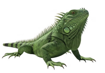 Green iguana cutout isolated on transparent background for wildlife and nature designs