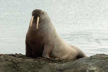 Morse, Odobenus rosmarus, Spitzberg, Svalbard, Norvège