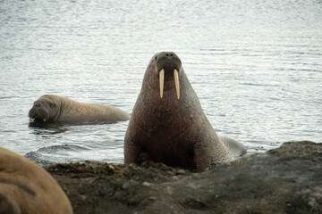 Morse, Odobenus rosmarus, Spitzberg, Svalbard, Norvège