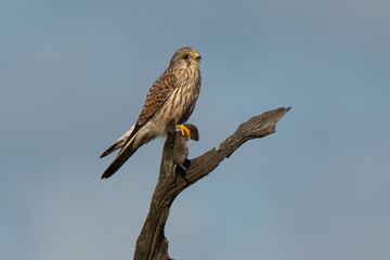 Faucon crécerelle