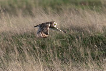 Hibou des marais