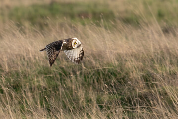 Hibou des marais