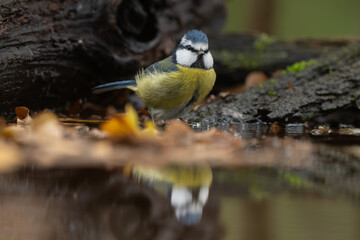 Mésange bleue