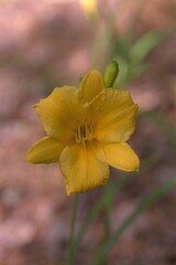 Hemerocallis &lsquo;Stella de Ora&rsquo; - Day Lily in the Garden
