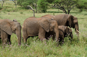 Fototapeta premium Eléphant d’Afrique