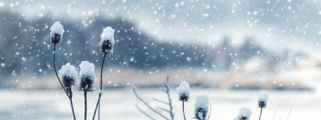 dry field plant with caps of fresh snow on the ends against the background of heavy snowfall and a blurred winter landscape with a frozen reservoir