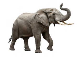 African elephant with trunk raised isolated on transparent background for wildlife, nature, and safari themes