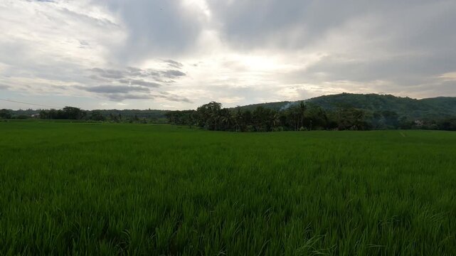 POV Scooter Riding Through Endless Afternoon Rice Fields - Java, Indonesia, South East Asia - November 16th 2025 - green paddies shot from running motorbike with action cam