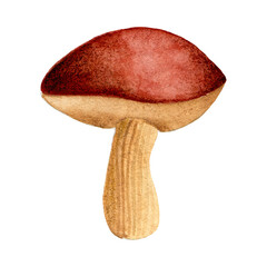Watercolor illustration of a single mushroom 2.