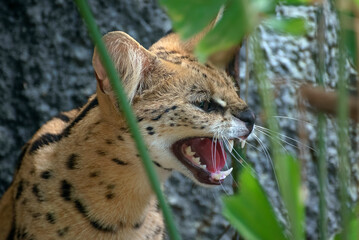 portrait of a serval cat